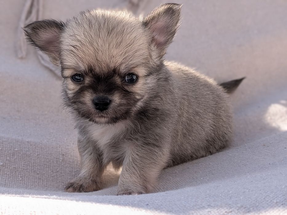 Uroczy chłopiec chihuahua