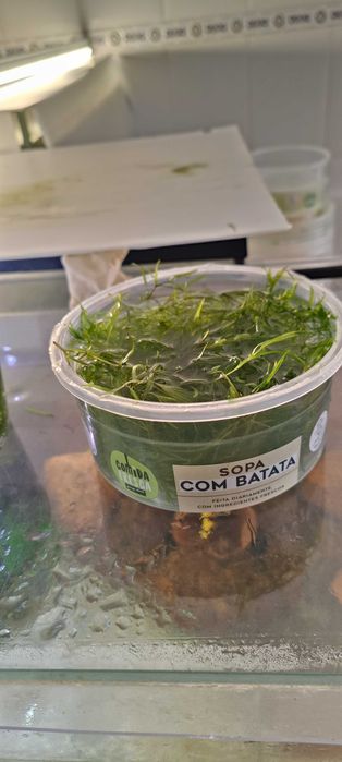 Plantas para aquário