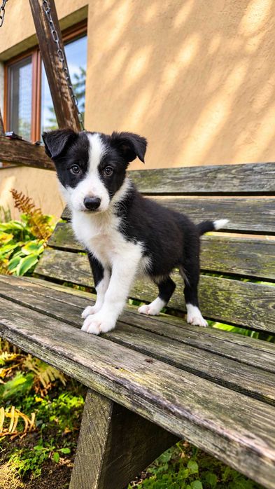 Border collie pies