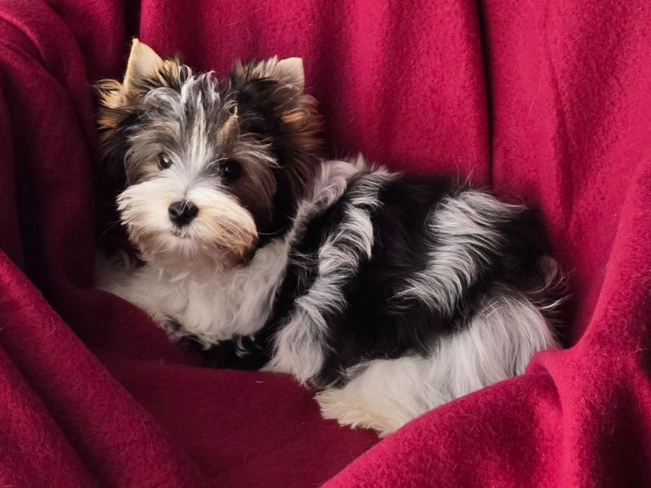 Piesek Yorkshire terrier biewer