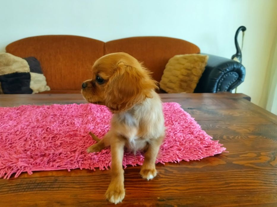 Cavalier King Charles Spaniel