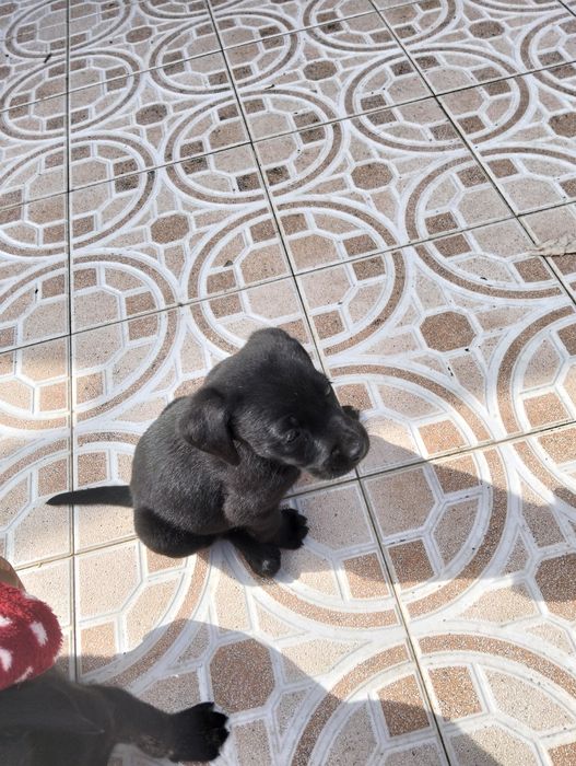Cães para doar zona murtosa