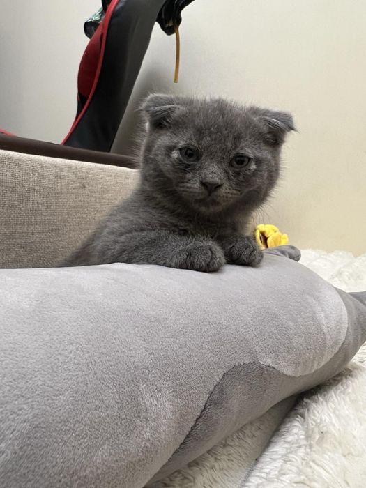 Продам британських висловухих кошенят