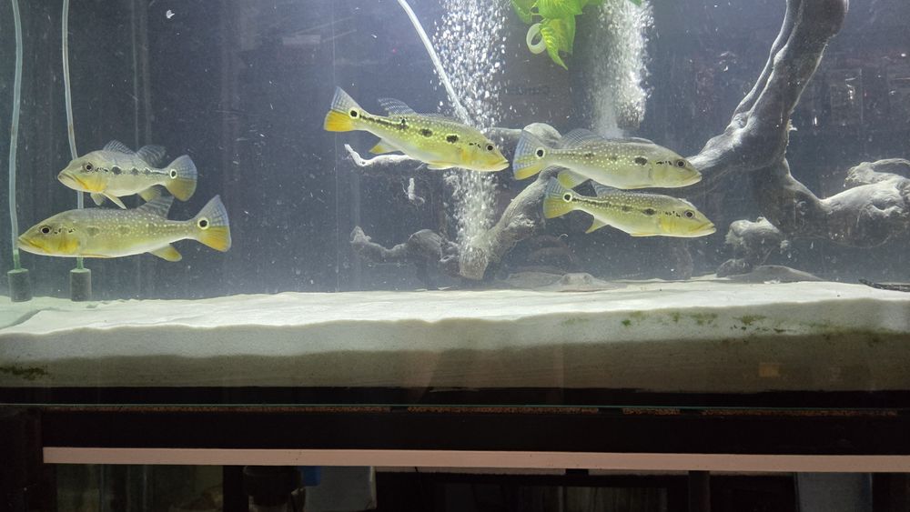 Cichla mirianae/tucunaré-fogo