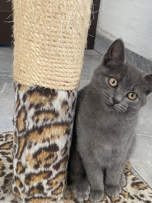 Віддам кошенят у добрі руки