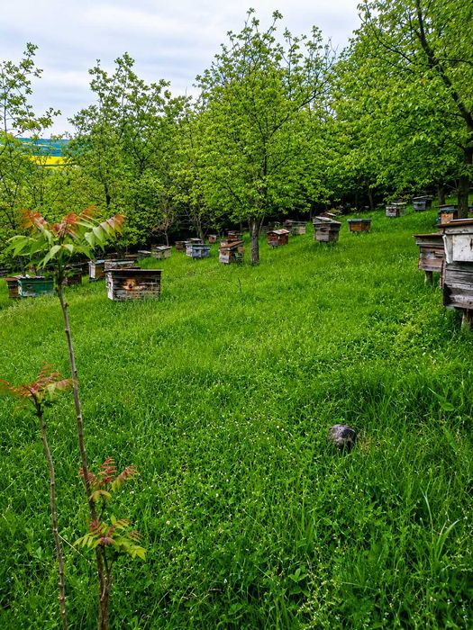 Продам бджолопакети