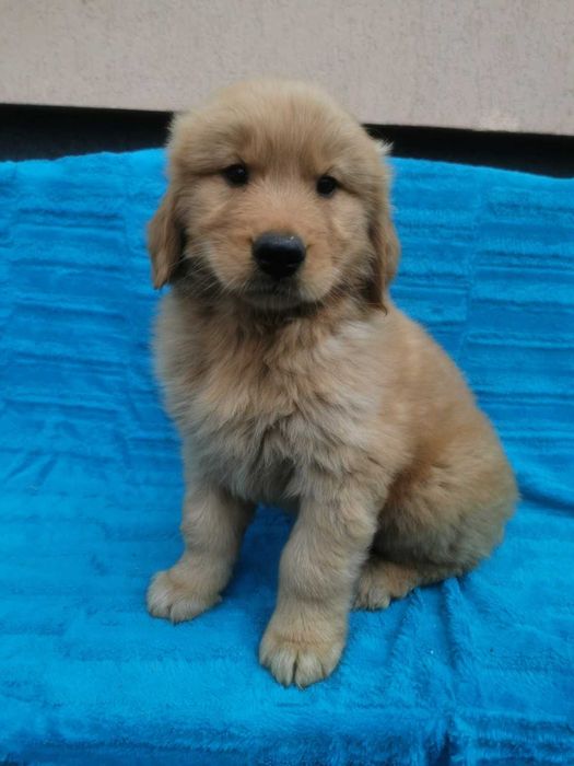 Golden Retriever - ciemno-złoty szczeniak