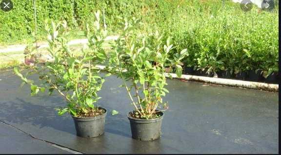 CAC Borówka Amerykańska!2,3,4 letnie Sadzonki Miododajne do 90cm