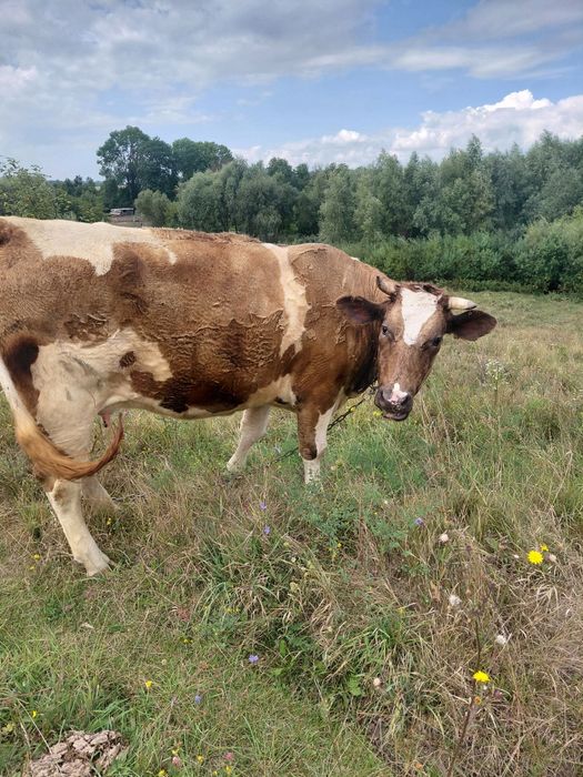 Продам молоду корову.