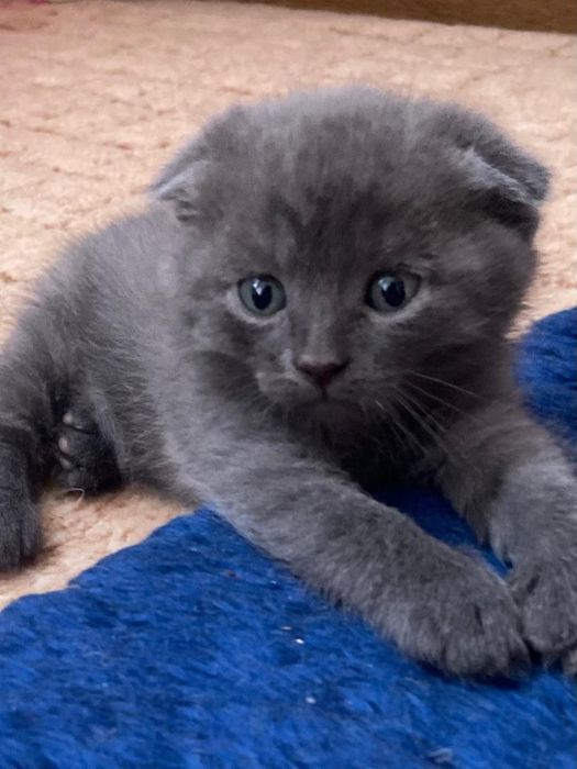 Продаються кошенята