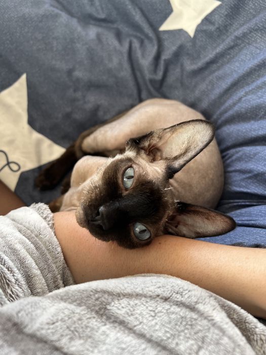 Готель для тварин. Зооготель. Перетримка тварин,птахів, гризунів та ін