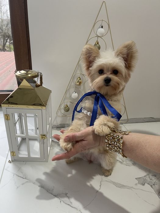 Помапу — 4 пухнасті принцеси шукають новий дім