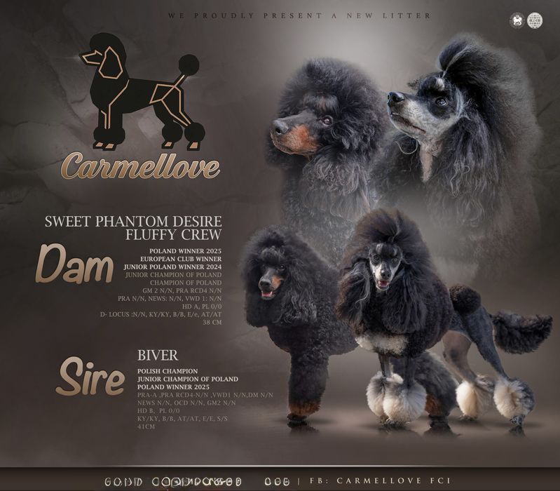 Pudel średni wielobarwny Phantom ZKwP / FCI Wrocław Psie Pole • OLX.pl