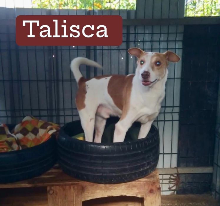 Cão muito sociável e calmo para adoção responsável