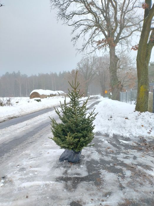 Choinki#jodła kaukaska#swierki w donicy .