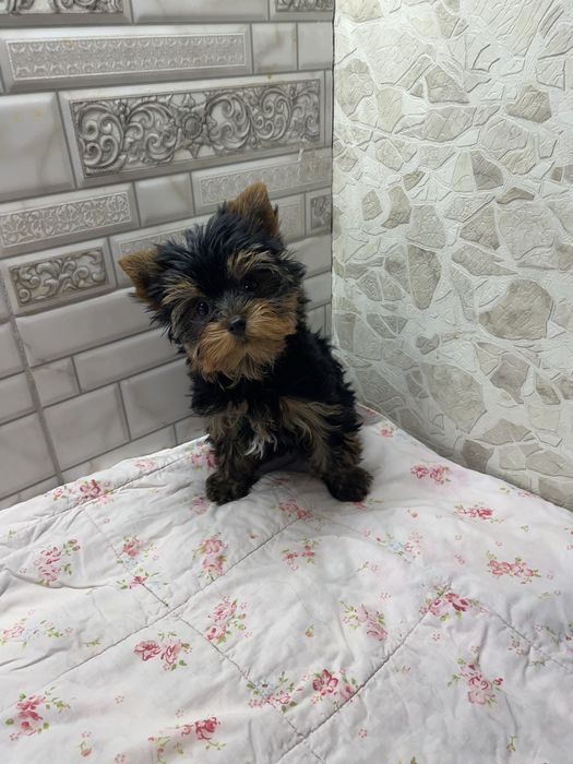 Хлопчисько йорчик