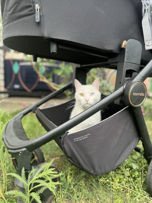 Кіт білий віддам