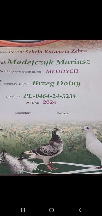 Młode 2026 para 45 Herbots JAARLING gołąb gołębie pocztowe 3x Dyplom
