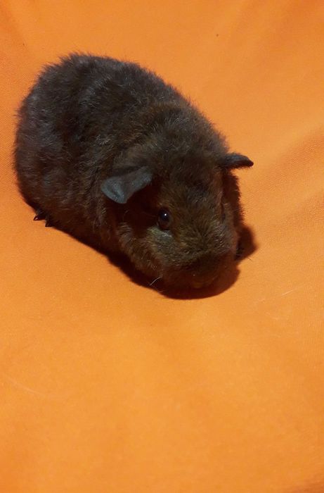 Морська свинка,  морські свинки.