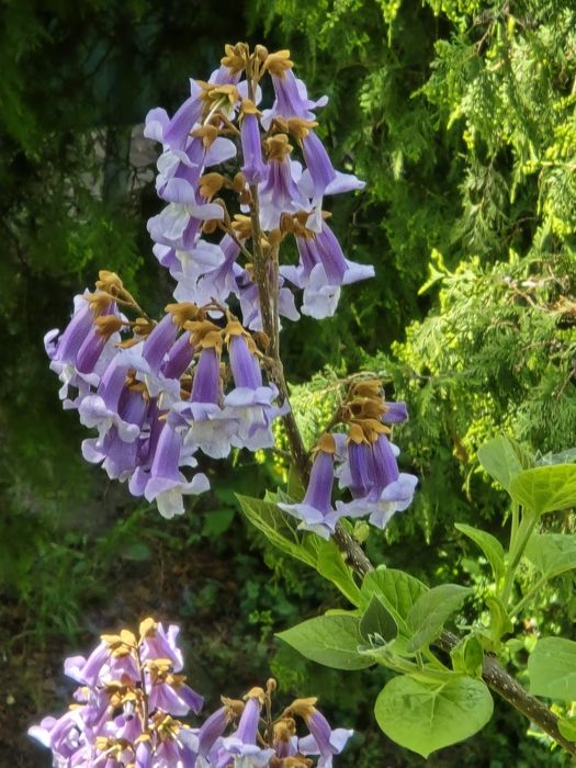 Drzewa tlenowe paulownia wysyłka