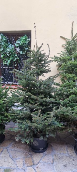 Choinki do ogrodu ,wysokie . Jodła kaukaska.