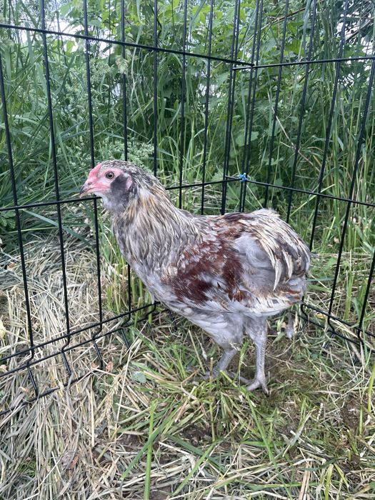 Araucana araukany koguty