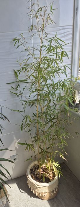 Bambu com vaso branco