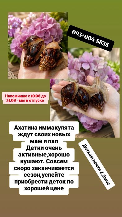 Улитки ахатины. Что может быть лучше? Моллюск и все для них. Сразу в одном месте