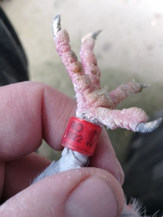 Gołębie pocztowe RO