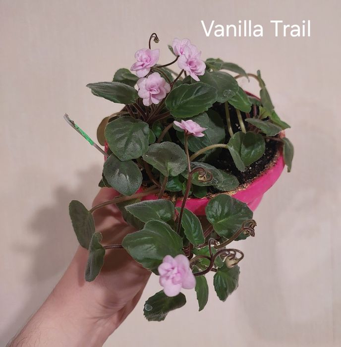 Продам с/з листочки мини фіалок