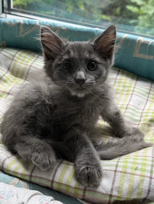 Кошеня маленька киця 3 міс