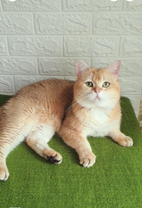 Золотая шиншила  котята