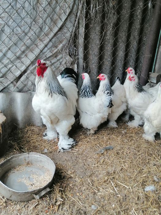 Продам півників  брама