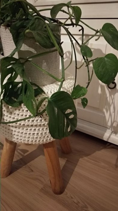 Monstera Monkey Mask