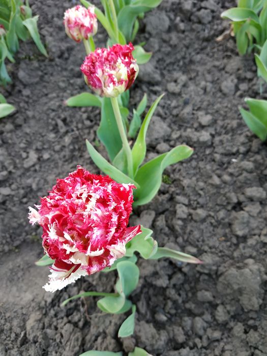 Тюльпани цибулини гофровані