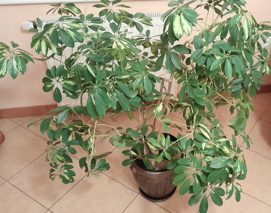 Kwiat Szeflera drzewkowata,formowana po rozłożeniu 150cm.