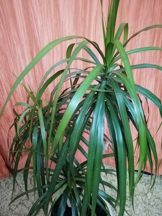 Комнатные цветы. Драцена, красула и др.