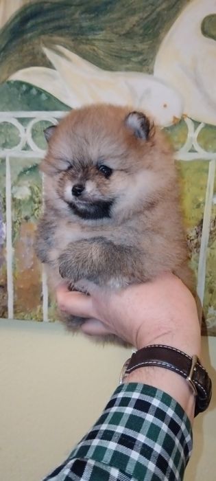Spitz Alemão Anão ou Lulu da Pomerânia