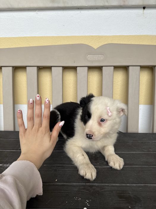 Border Collie Femea Linda Preta e Branco