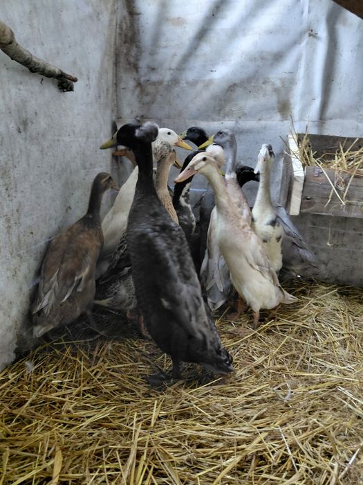 Sprzedam biegusy czubate i zwykłe