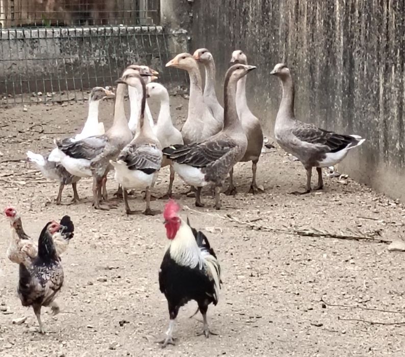Gansos de Toulouse