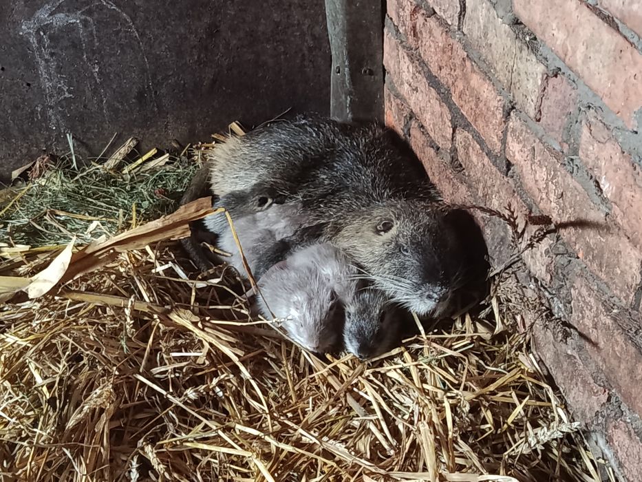 Продам крупних кролів