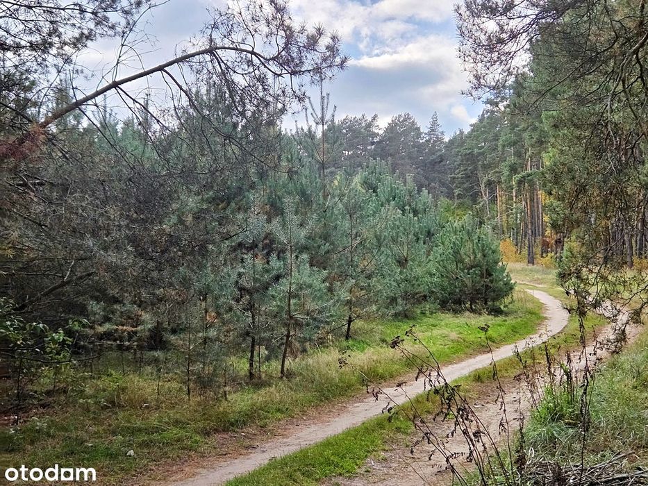 W Bezpośrednim Sąsiedztwie Lasu