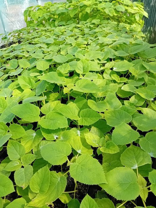 Drzewo tlenowe paulownia oxytree