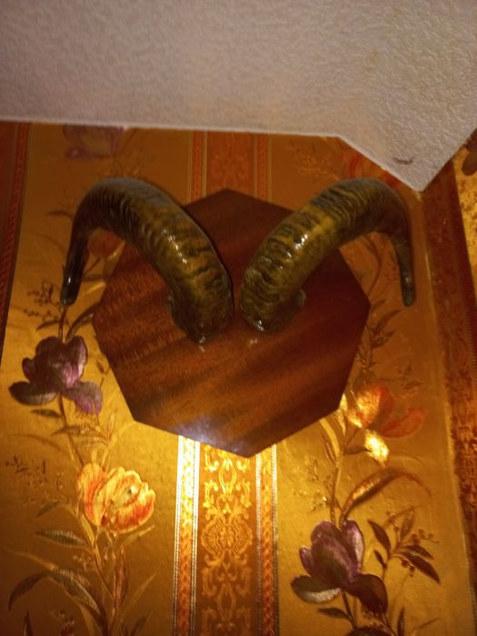 Чучело касули, совы, рога