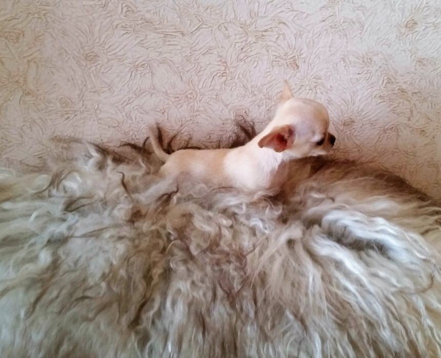 Вязка для ваших дам беббик чихуахуа