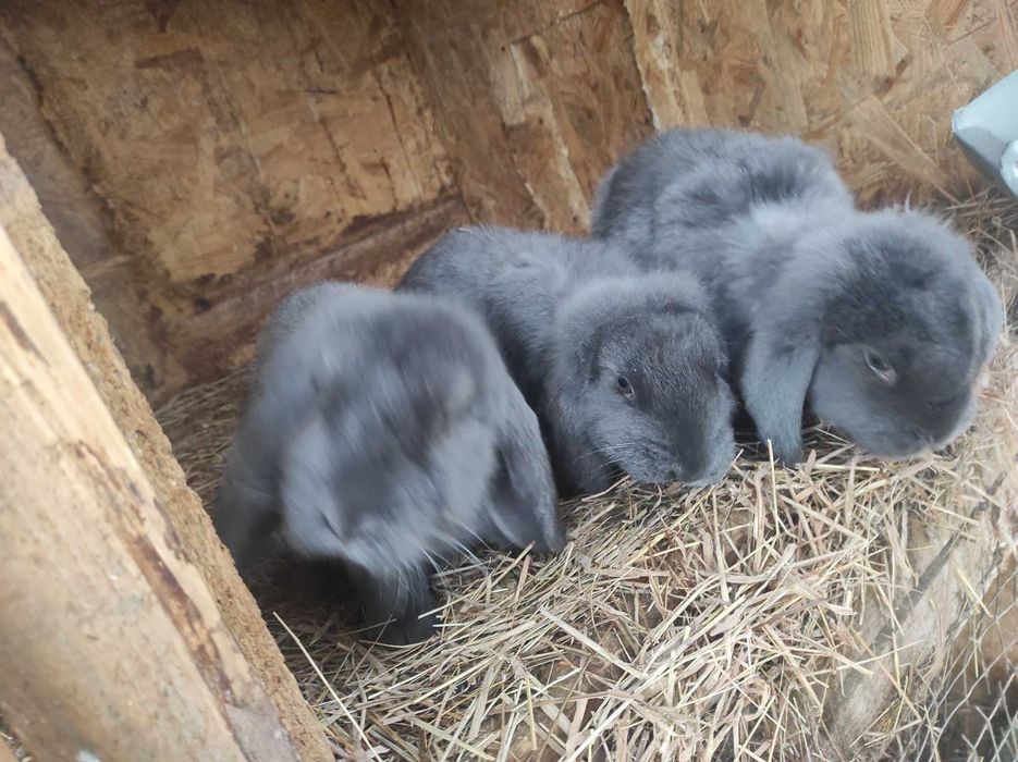 Продам самки французького барана.