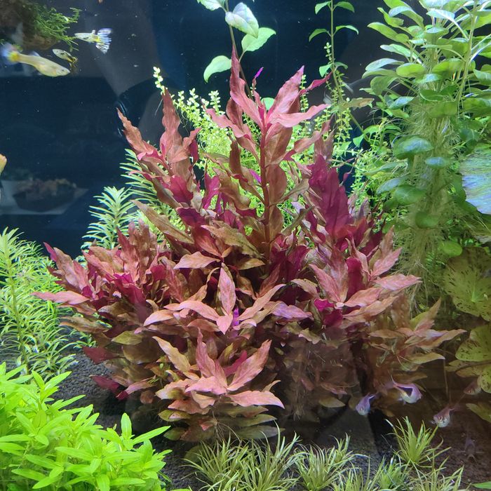 Alternanthera reineckii