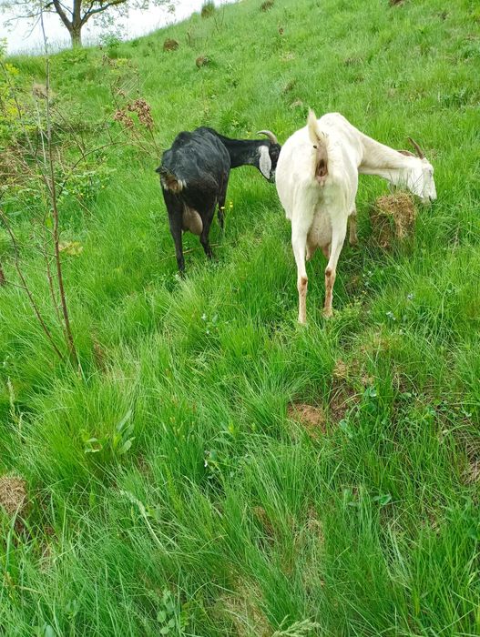 Англонубійські кози