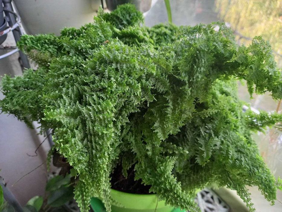 Продам папороть міні